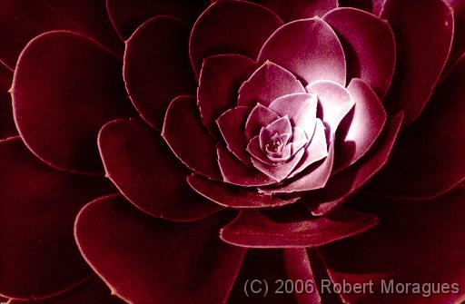 Color Infrared - Red Flower 2 